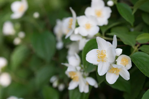 Philadelphus coronarius (mock-orange dulce, cornejo inglés) whi —  Fotos de Stock