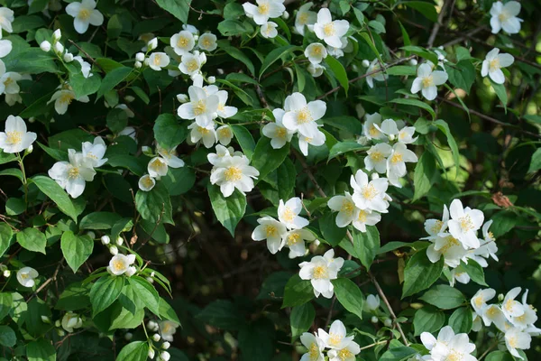 Philadelphus coronarius (sweet mock-orange, English dogwood) whi — Stock Photo, Image