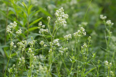Galyum beyaz çiçekler 