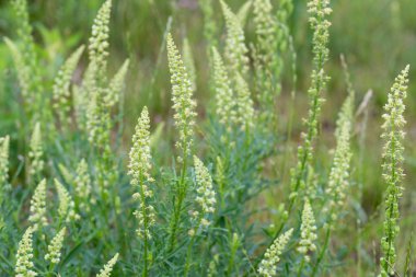 Reseda lutea, sarı mignonette, yabani mignonette çiçekler 