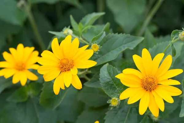 Topinambour, racine de soleil, fleurs jaune soleil — Photo