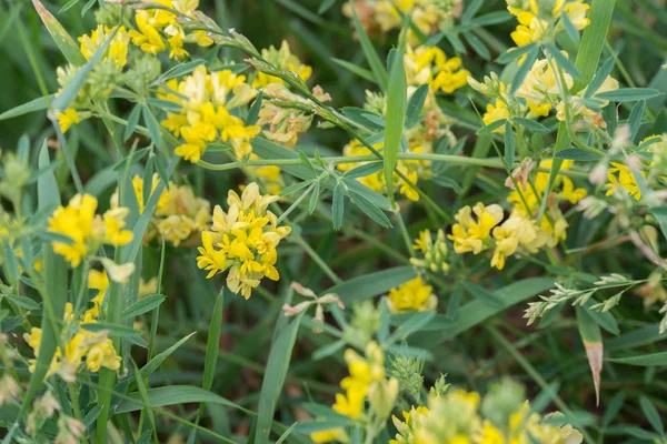 Медикаго фальката желтые цветы — стоковое фото
