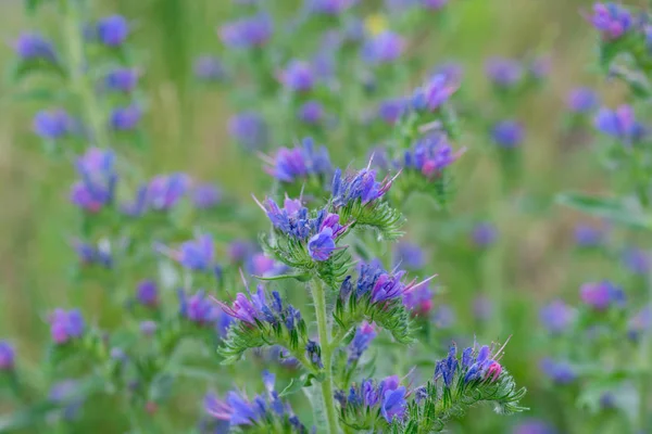 Echium vulgare  vipers bugloss, blueweed flowers — Stock Photo, Image