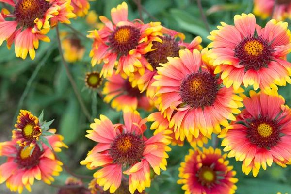 Multicolored echinacea flowers — Stock Photo, Image