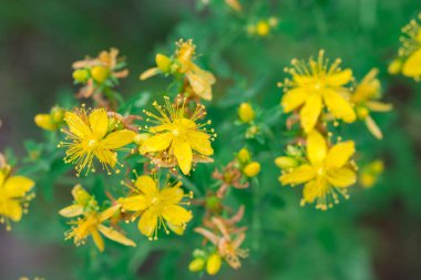hypericum sarı çiçekler makro