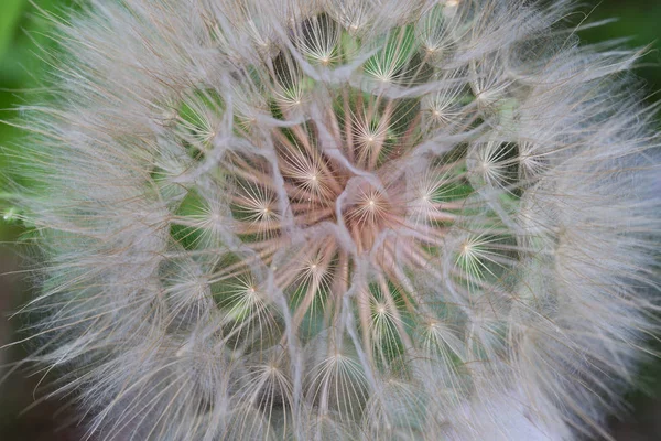 Tragopogon vousatý lízák kořen — Stock fotografie