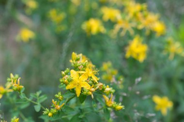 hypericum sarı çiçekler makro