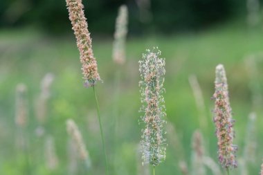 çiçekli çim closeup