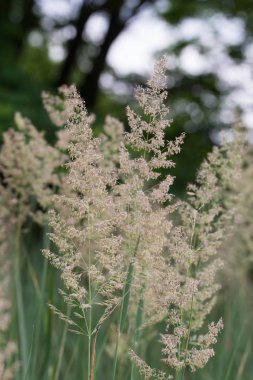 çiçekli çim closeup