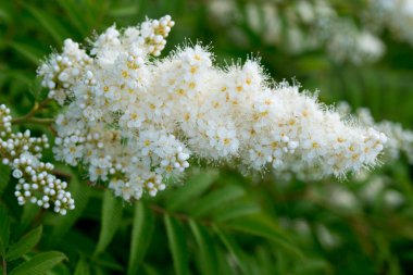 Sorbaria sorbifolia, sahte spiraea beyaz çiçekler 