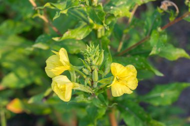 akşam Primrose sarı çiçekler 