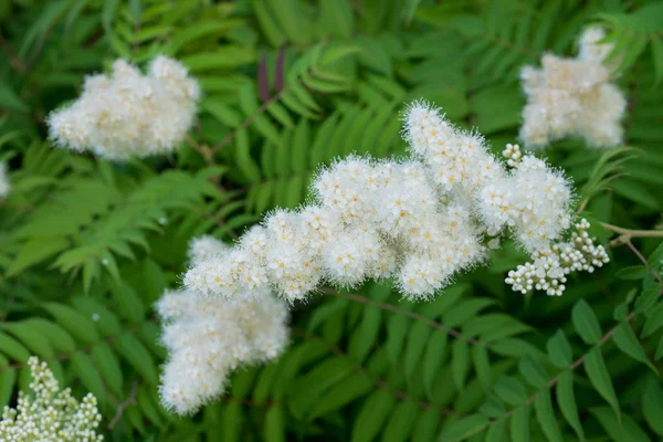Sorbaria sorbifolia, sahte spiraea beyaz çiçekler 