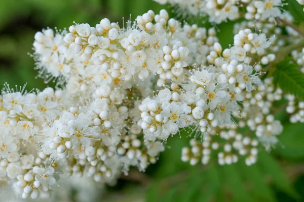Sorbaria sorbifolia, sahte spiraea beyaz çiçekler 