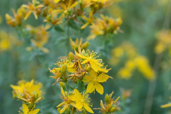hypericum sarı çiçekler makro