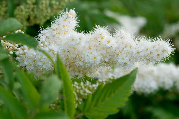Sorbaria sorbifolia, sahte spiraea beyaz çiçekler 