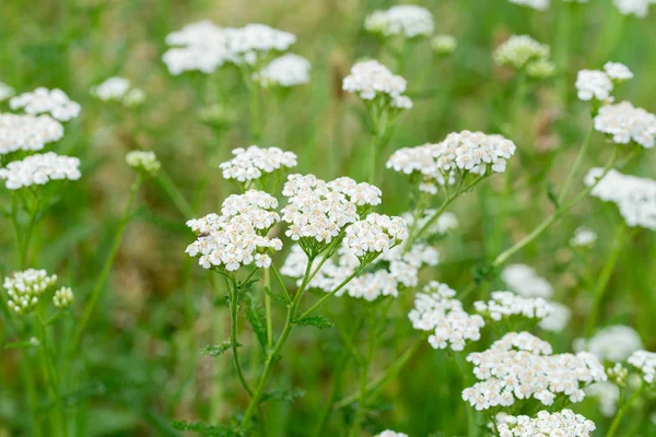 Jarmuż, achillea millefolium białe kwiaty — Zdjęcie stockowe