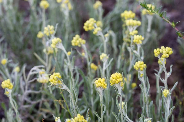 Helichrysum arenarium, dwarf everlast, inmortelle yellow flowers — Foto de Stock
