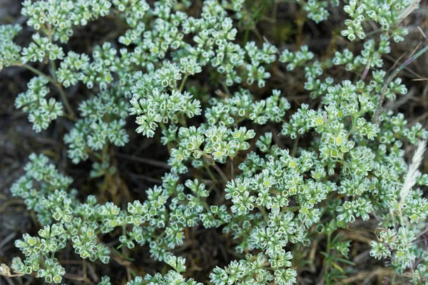 Scleranthus perennis, fleråriga knawel-blommor — Stockfoto