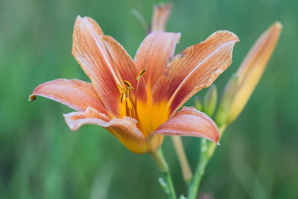 Lilium bulbiferum, lilia pomarańczowa, lilia ognia lub Tygrys Lily kwiaty — Zdjęcie stockowe