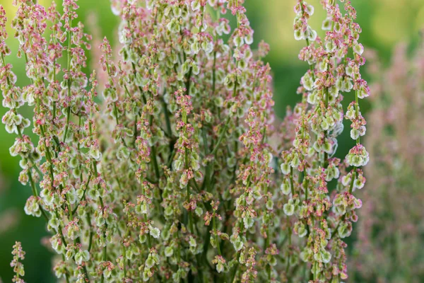 Acetosella de rumex, acedera roja, acedera de oveja, acedera de campo o s — Foto de Stock