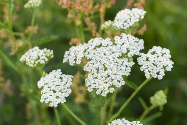 Achillea millefolium, duizendblad witte bloemen — Stockfoto