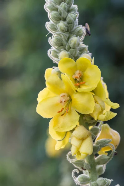 Mullein, plante de velours fleurs jaunes — Photo