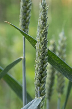 buğday olgunlaşmamış yeşil kulaklar - triticum aestivum