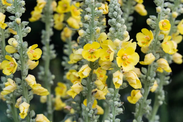 Verbascum lychnitis, mullein, veludo plantas flores amarelas — Fotografia de Stock