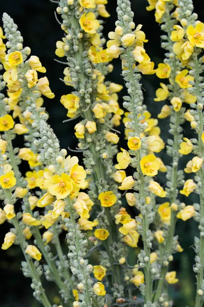 Verbascum lychnitis, mullein, terciopelo flores amarillas — Foto de Stock