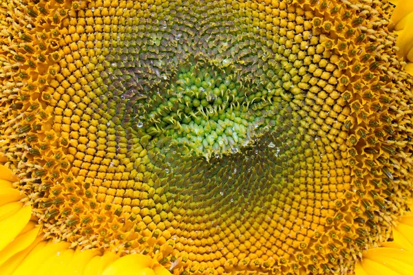 Helianthus annuus solros blomma — Stockfoto