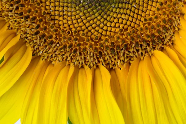 Helianthus annuus girassol — Fotografia de Stock