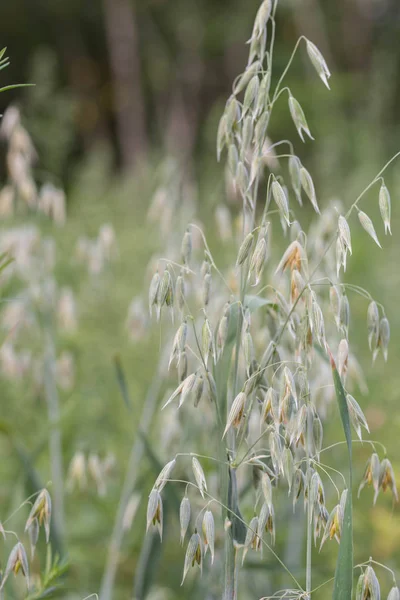 oat plant with grains - avena sativa