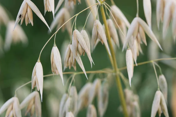 oat plant with grains - avena sativa