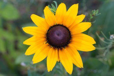 Rudbeckia sarı çiçek makro