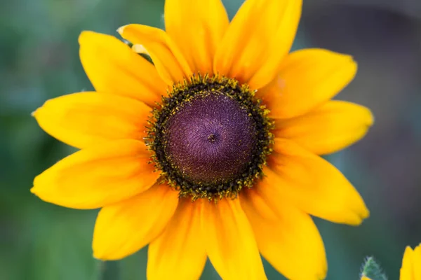 Macro fleur jaune rudbeckia — Photo