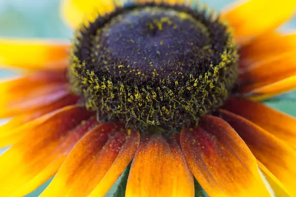 Macro fleur jaune rudbeckia — Photo