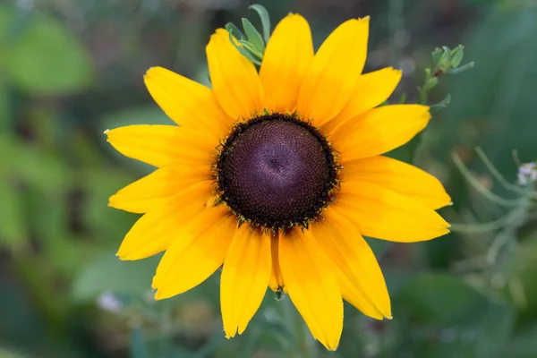 Macro fleur jaune rudbeckia — Photo