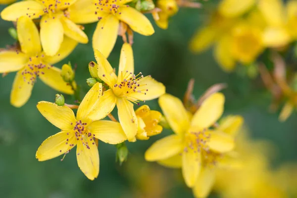 St John's Wort, hypericum perforatum sarı çiçekler makro — Stok fotoğraf