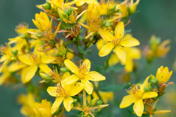 St John's Wort, hypericum perforatum sarı çiçekler makro — Stok fotoğraf