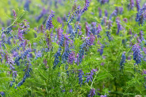 Vicia flores violetas — Fotografia de Stock