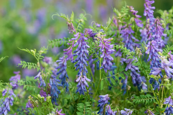 Vicia flores violetas — Fotografia de Stock