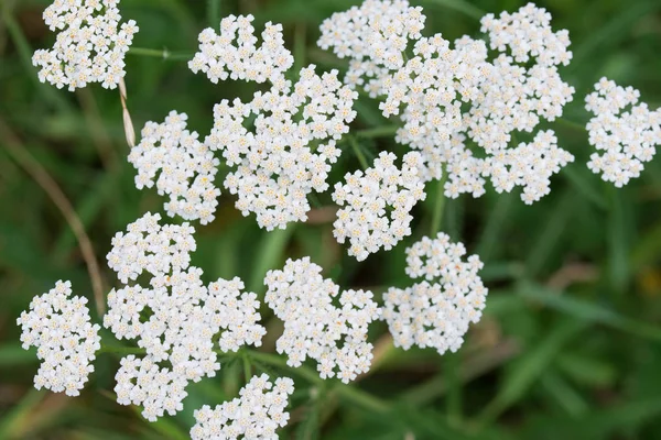アキレアミレフォリウム、ヤロウ白い花 — ストック写真