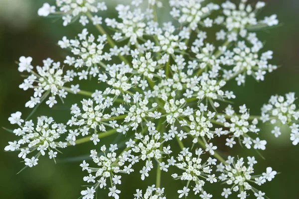 Conium maculatum, Hemlock białe kwiaty makro — Zdjęcie stockowe