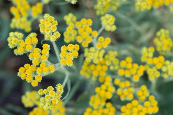 Helichrysum arenarium, anão eterno, flores amarelas immortelle — Fotografia de Stock