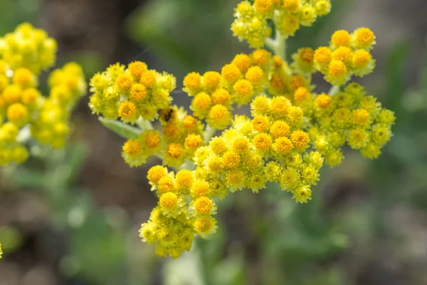 Helichrysum arenyumu, sonsuza dek cüce, ölümsüz sarı çiçekler