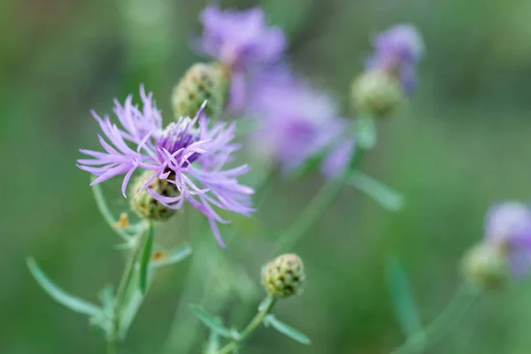 Centaurea łąkowy, brązowy knapweed kwiaty selektywne skupienie — Zdjęcie stockowe