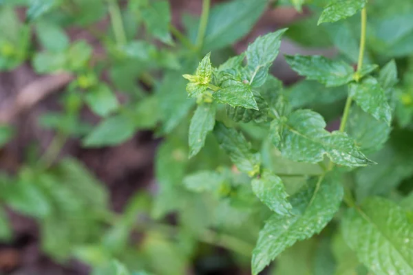 Friss menta levelek a kertben — Stock Fotó