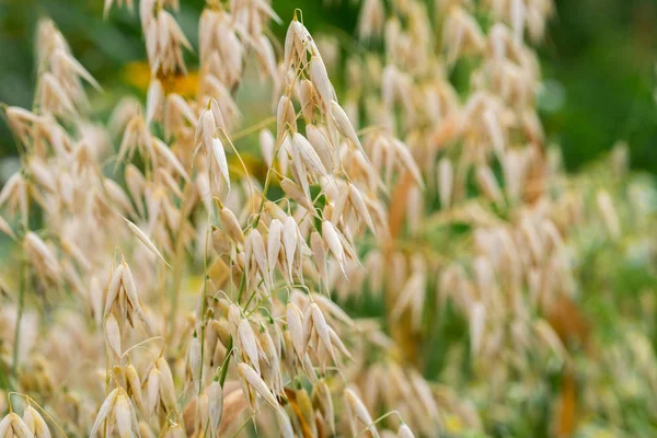 Rośliny owat z ziarnami-Avena sativa — Zdjęcie stockowe