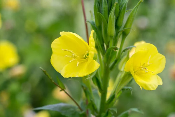 Wieczór Primrose żółte kwiaty — Zdjęcie stockowe