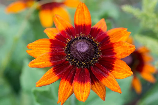 Rudbeckia flor de laranja macro — Fotografia de Stock